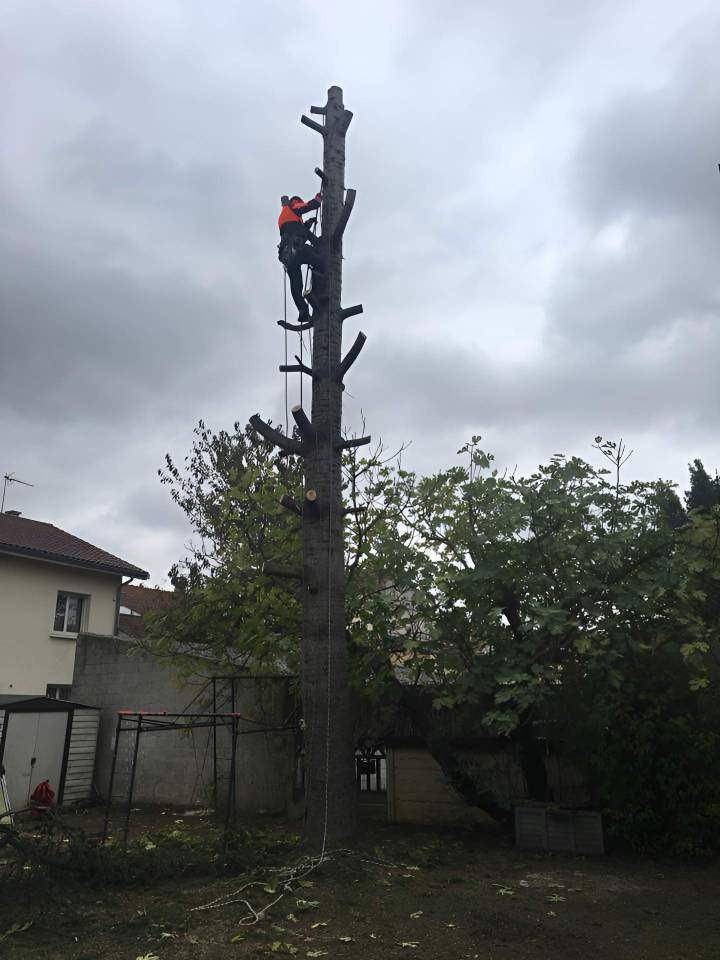 Travaux d’abattage Lyon