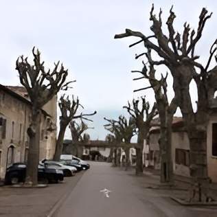 Élagage d’arbres Lyon