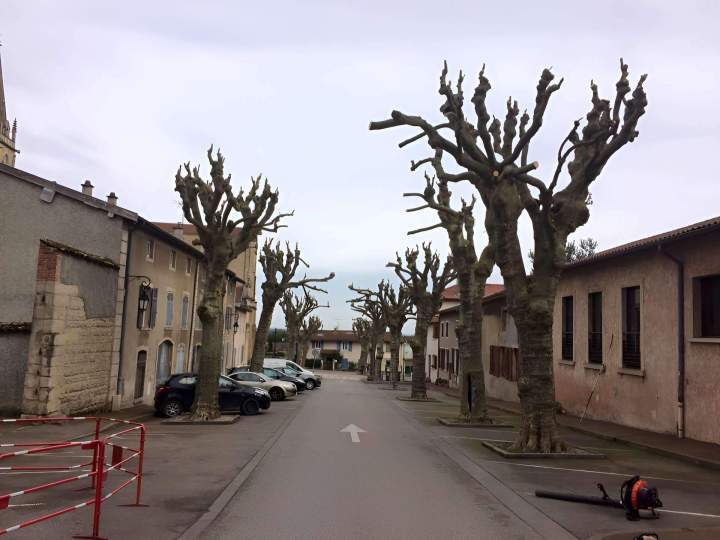 Service d’élagage Lyon
