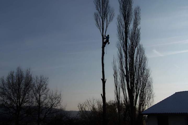 Abattage d’arbres Lyon