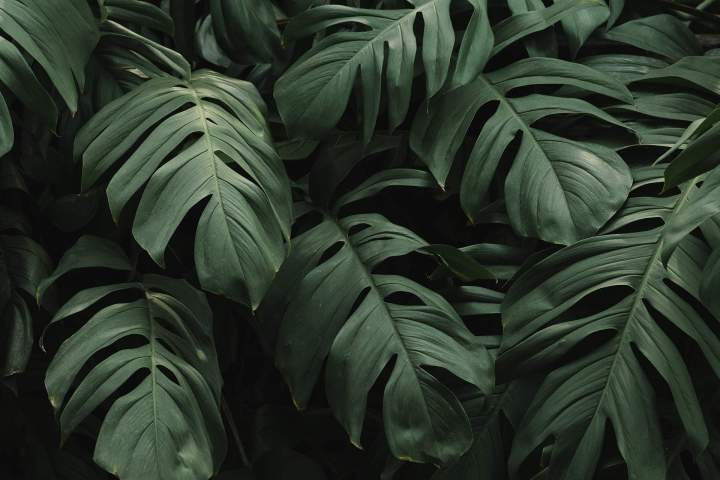 tropical green leaves background copy